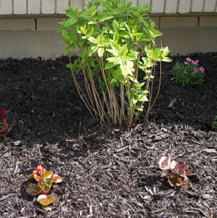 Flowerbed Maintenance and Planting